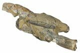 Fossil Mud Lobster (Thalassina) - Australia #109303-1